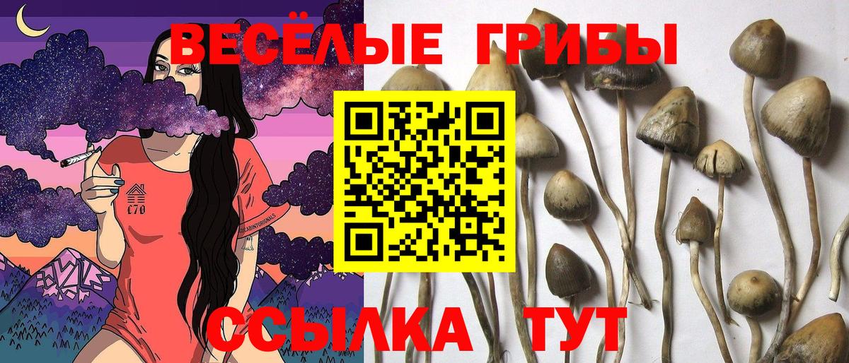 Торжок  Галлюциногенные грибы мицелий  Галлюциногенные грибы Psilocybe  Вход с VPN 